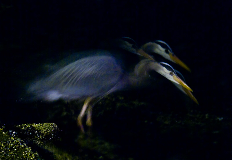 Great Blue Heron